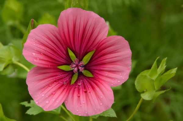 naturaleza,flor,planta,flor,pétalo,corazón