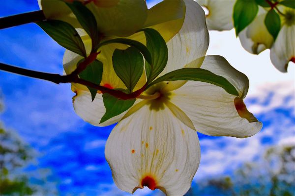 natur, blomstre, anlegg, hvit, tre, gren