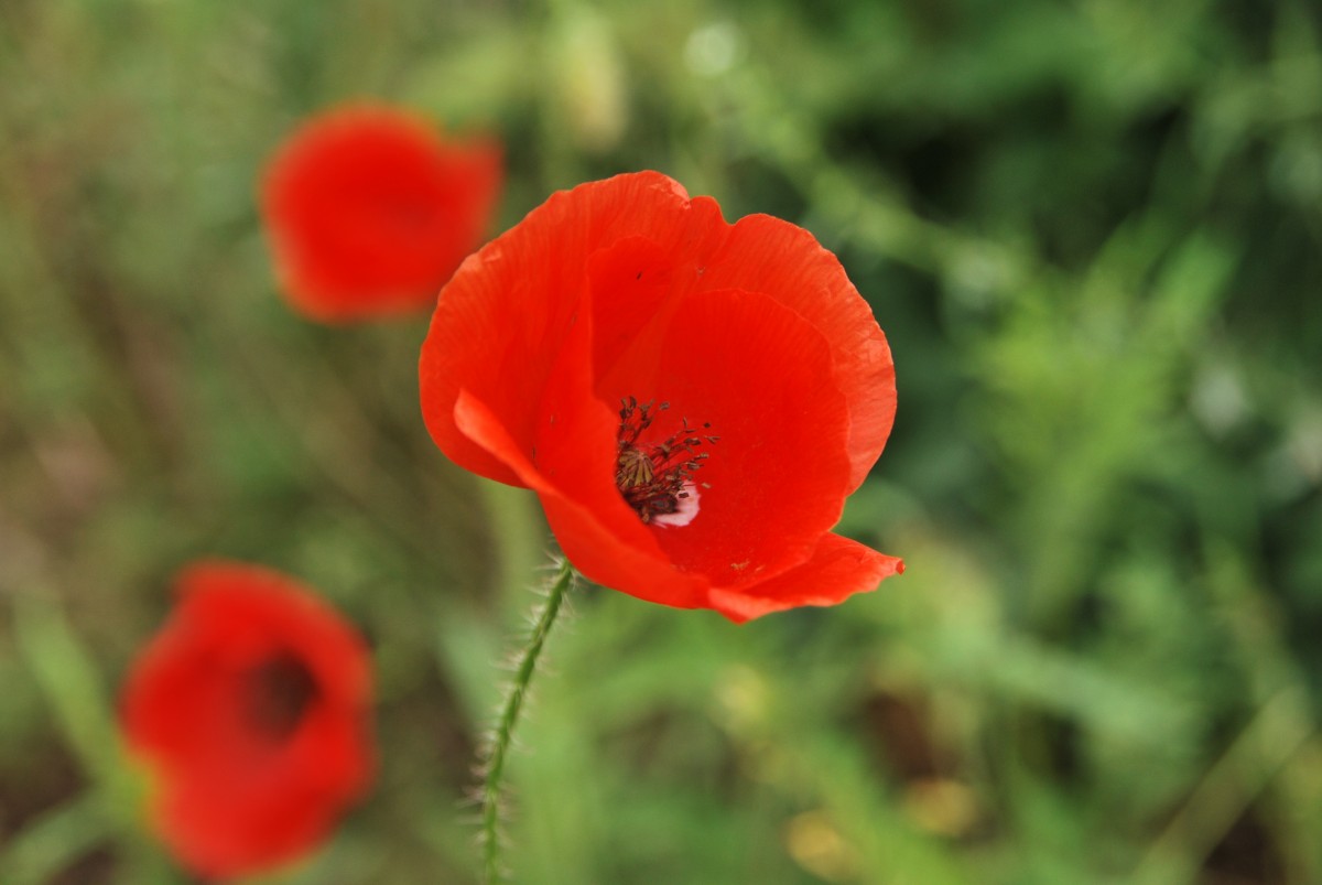 natur, græs, udendørs, blomst, plante, stilk, blomst, kronblad, flor, sommer, blomster, forår, grøn, rød, farve, dyrke, naturlig, flora, sæson, wildflower, valmue, coquelicot, makrofotografering, blomstrende plante, valmue blomster, etårig plante, stængelplante, jord plante, valmue familie