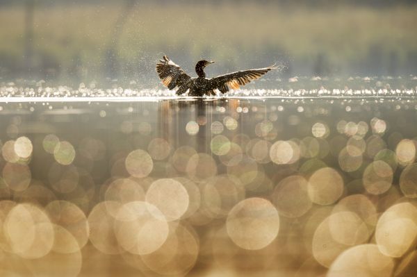 invierno,agua,naturaleza,pájaro,ala,Bokeh