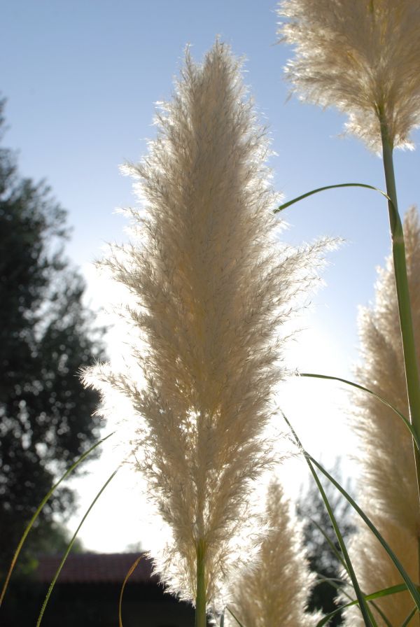 ağaç,doğa,çimen,şube,bitki,gökyüzü