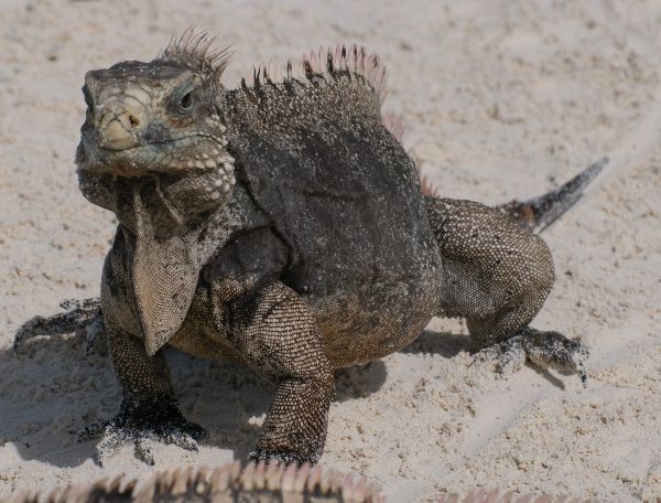 野生動物,爬虫類,イグアナ,動物相,トカゲ,キューバ