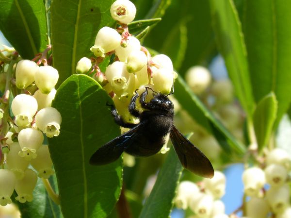 natur,blomma,växt,blomma,gren,frukt