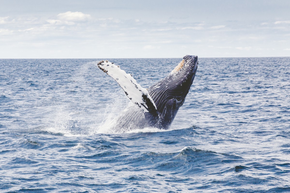 mar, oceano, animal, saltar, animais selvagens, Splash, mamífero, baleia jubarte, Barbatana, Estados Unidos, marinho, vertebrado, baleia, assistindo, Humpback, violação, Quebrando, mamífero marinho, Onda de vento, Baleias golfinhos e botos, Golfinho comum de beaked curto, Baleia cinzenta