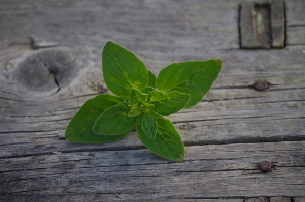 厂,叶,花,绿色,草本植物,生产