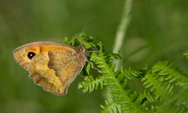 Příroda, list, květ, zvěř a rostlinstvo, zelená, hmyz