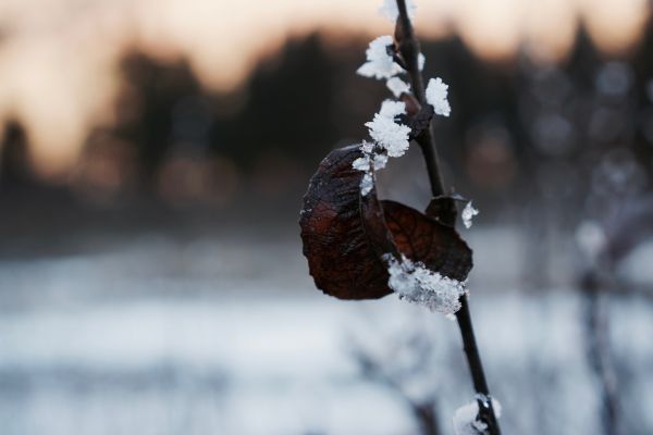 natureza, ramo, neve, frio, inverno, agua