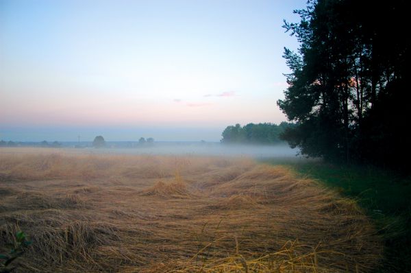 strom, príroda, horizont, krajina, les, tráva