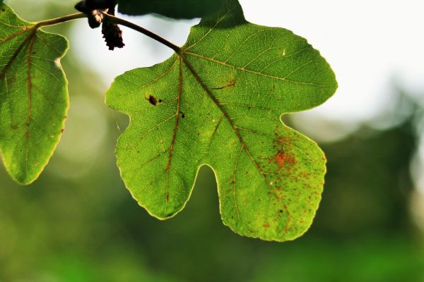 arbre, la nature, branche, croissance, plante, feuille