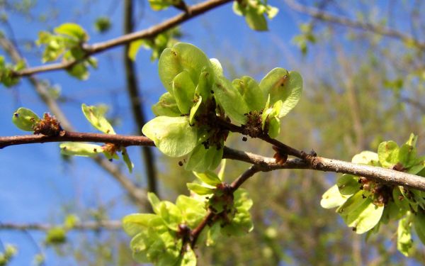 Baum,Natur,Ast,blühen,Pflanze,Frucht