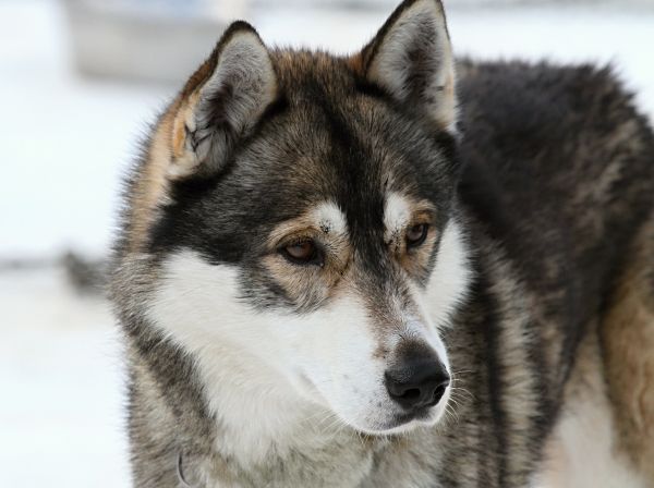 Hund, Landschaft, Schnee, kalt, Winter, Lauf