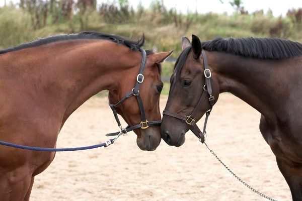 cavalo,rédea,mamífero,garanhão,doce,amor