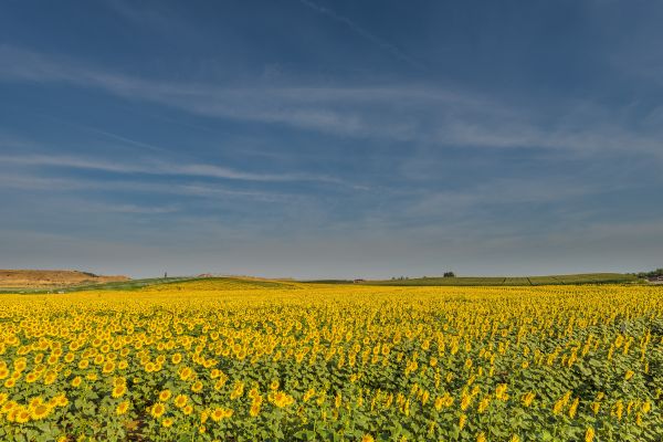 krajobraz, Natura, roślina, trawa, horyzont, niebo