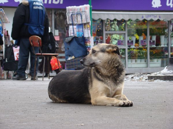 köpek, hayvan, Evcil Hayvan, memeli, doğa, Evcil Hayvanlar