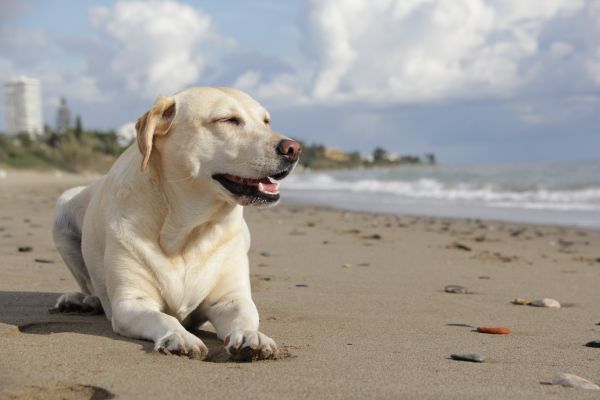 dog,animal,pet,mammal,beach,sand