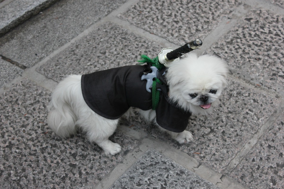 white, dog, mammal, japan, weapon, sword, vertebrate, kyoto, guardian, dog breed, lhasa apso, samurai, shih tzu, armed, defend, dog like mammal