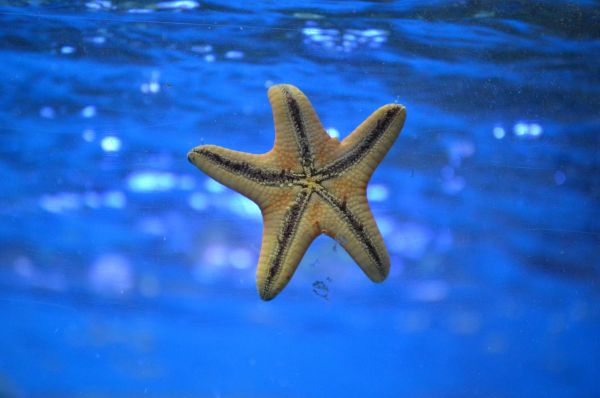 agua,submarino,biología,estrella de mar,invertebrado,azul