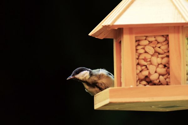 Natur,Vogel,Holz,niedlich,Futter,Vogelsamen