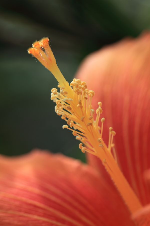 Natur,Ast,blühen,Pflanze,Fotografie,Sonnenlicht