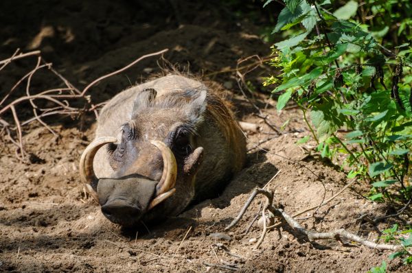 animais selvagens,jardim zoológico,fauna,tartaruga,réptil,dormir