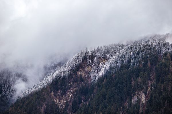 木, 自然, 森林, 荒野, 山, 雪