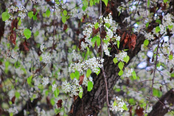 albero,natura,all'aperto,ramo,fiorire,Mela