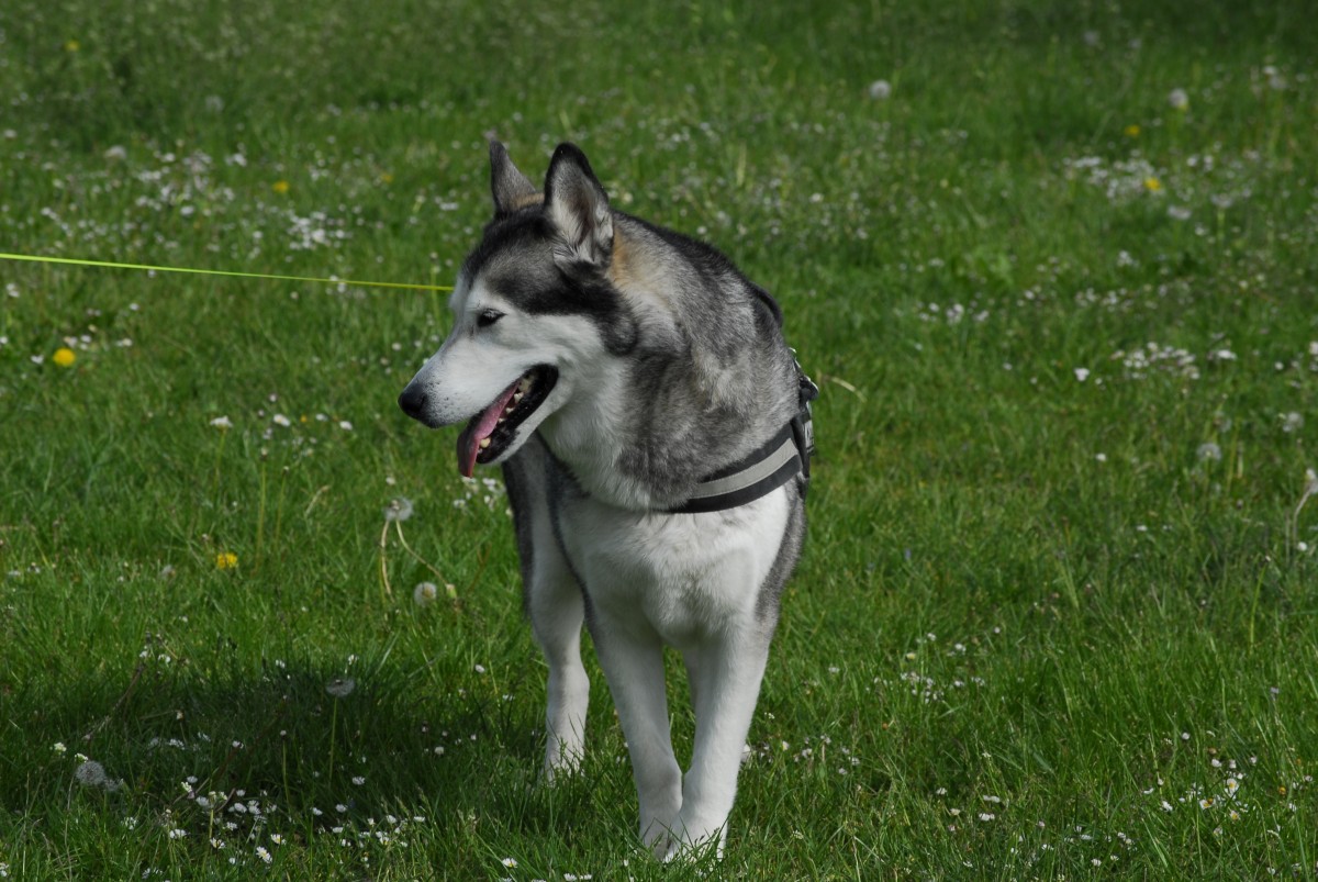 Gras, Hund, Säugetier, heiser, Leine, Wirbeltier, Schneehund, Hunderasse, Schlittenhund, Sibirischer Husky, Alaskischen Malamute, Shikoku, Hund wie Säugetier, Saarloos wolfdog, Wolfshund, Tschechoslowakischen wolfdog, Hunderasse Gruppe, Grönland hund, Ost sibirischen laika, West sibirischen laika, J mthund, Tamaskanischer Hund, Norwegischer Elchhund, Nördlicher Inuithund, Alaskischen klee kai