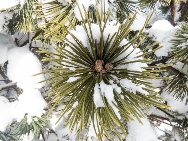 træ, natur, afdeling, sne, vinter, plante