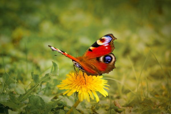 papillon,insecte,Aglaisio,Papillons et papillons,invertébré,Aglais