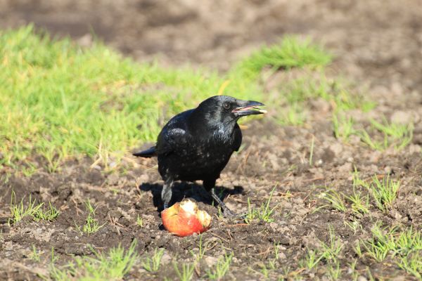 oiseau,faune,le bec,noir,faune,corbeau