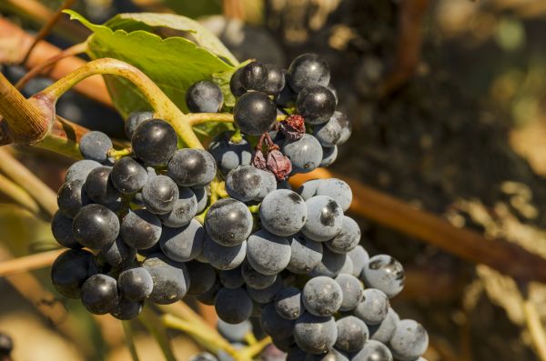 rama,planta,Fruta,uva,viñedo,vino