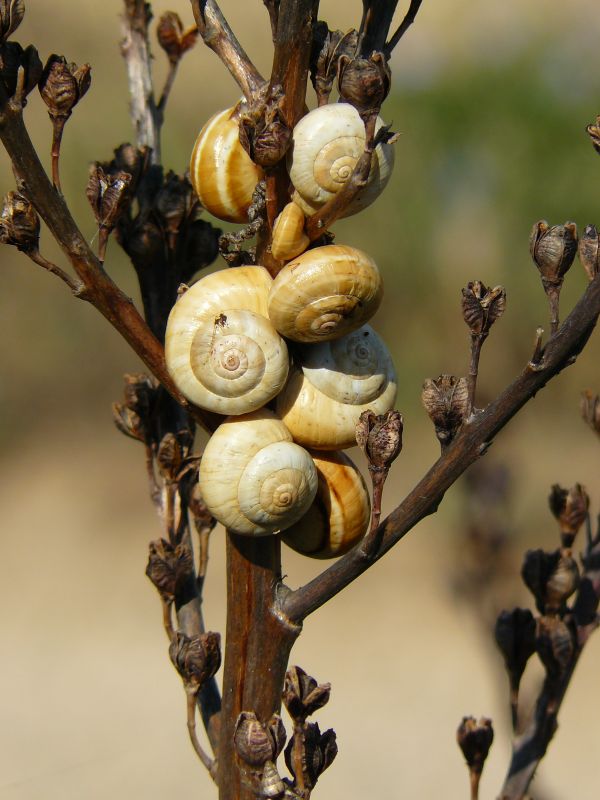 træ,natur,afdeling,plante,blomst,træ