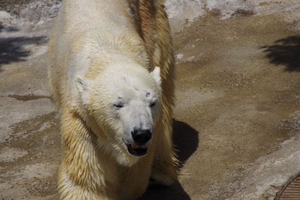 medveď, zver a rastlinstvo, zoologická záhrada, cicavec, fauna, ľadový medveď