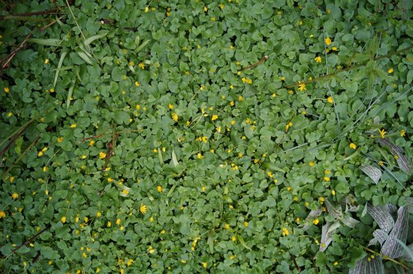 nature,plant,lawn,meadow,leaf,flower