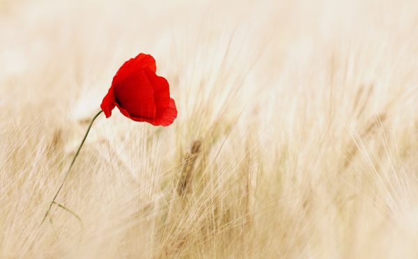 plant,photography,flower,grass,field,petal