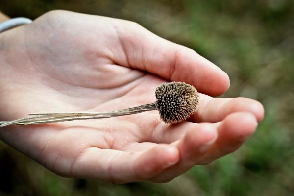 pianta,fiore,mano,fotografia,foglia,seme