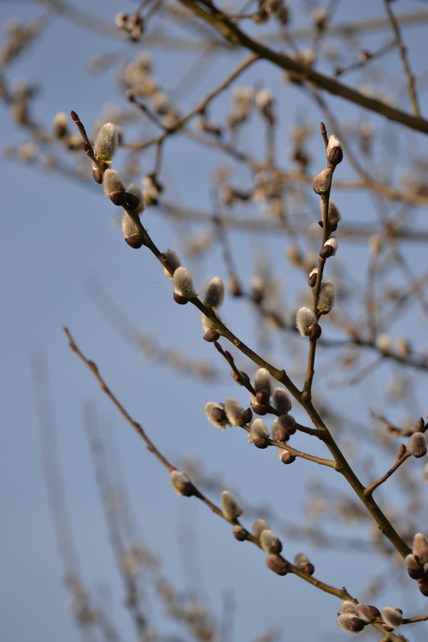 tre, natur, gress, gren, snø, blomstre