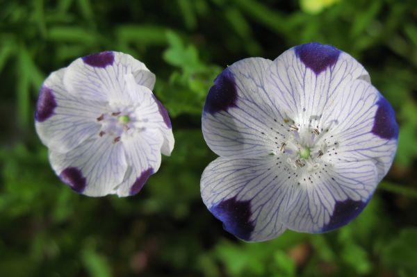 la nature, fleur, plante, fleur, violet, pétale