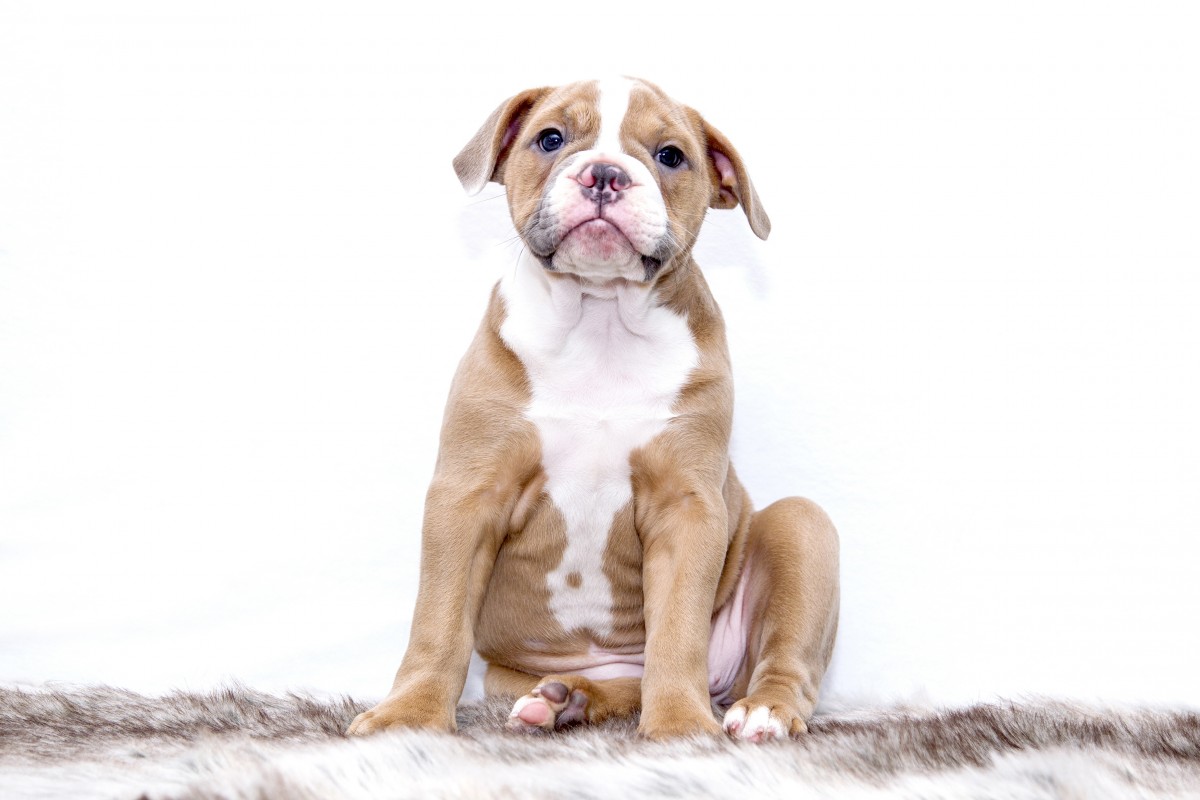 søt, valp, hund, kjæledyr, pattedyr, bulldog, virveldyr, hunderase, gammel engelsk bulldog, hund som pattedyr, Olde English Bulldogge, american bulldog