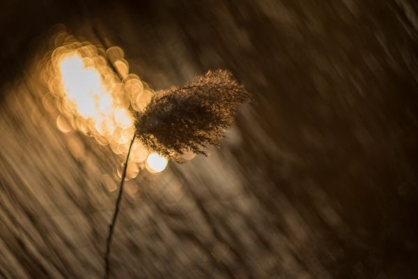 strom, príroda, vetva, svetlo, bokeh, abstraktné