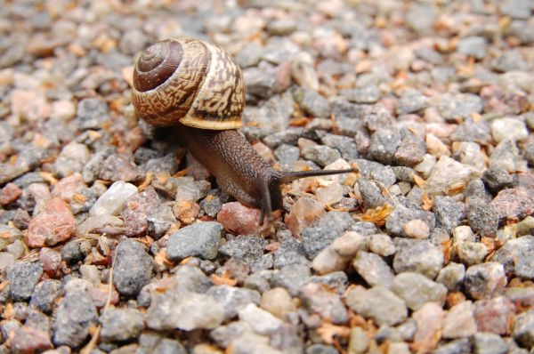 fauna,invertebrado,concha,de cerca,Piedras,caracol