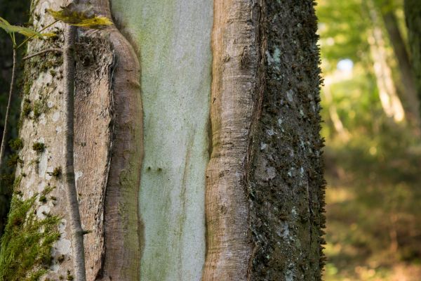 árbol, naturaleza, bosque, rama, planta, madera