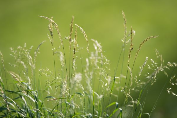 Wasser, Natur, Gras, Ast, Tau, Pflanze