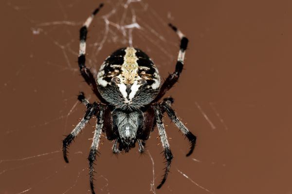 la nature,insecte,Macro,faune,invertébré,araignée