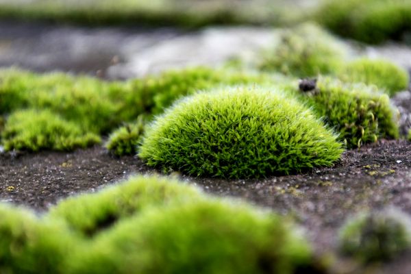 träd,natur,gräs,utomhus-,växt,gräsmatta