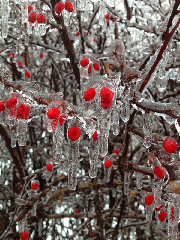 arbre,branche,neige,du froid,hiver,plante