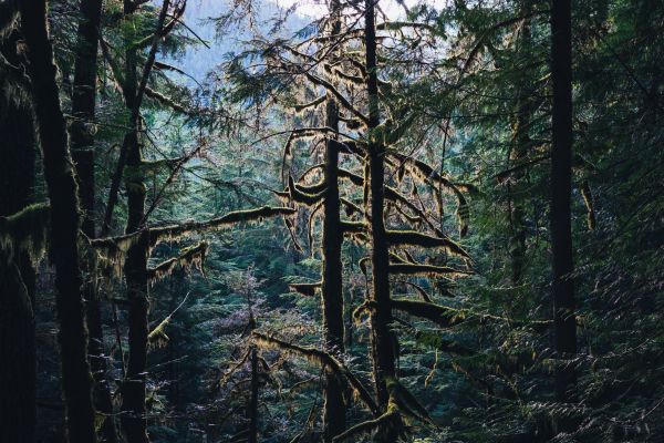 paisaje, árbol, bosque, camino, naturaleza, desierto