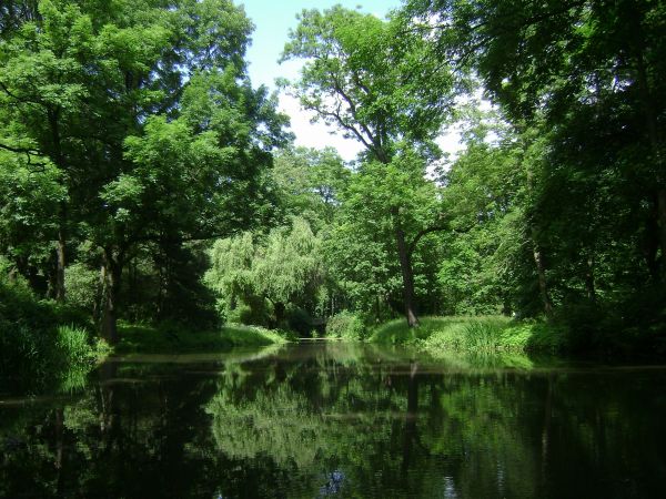 Baum,Wasser,Natur,Wald,Sumpf,Blatt