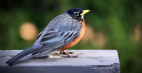 naturaleza,pájaro,ala,fauna silvestre,pico,bolígrafo