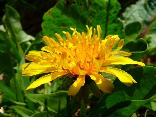 natureza,plantar,Prado,Dente-de-leão,flor,pétala